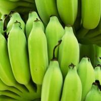 bisa-sembuhkan-penyakit-inilah-4-manfaat-pisang-mentah-yang-belum-banyak-diketahui