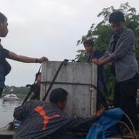 kisah-penangkapan-harimau-bonita-sempat-berjalan-sejauh-1-km-usai-ditembak-bius