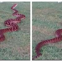 sedang-asyik-berkuda-seorang-wanita-dikagetkan-ular-raksasa