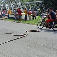 dua-ekor-ular-kobra-yang-ditembak-warga-baru-mati-setelah-terlindas-mobil