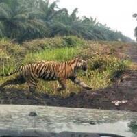 hindari-amukan-warga-petugas-rahasiakan-evakuasi-bonita-si-harimau-sumatera