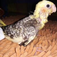 8776877698299829-penggemar-cockatiel---falck---parkit-australi-9829982987768776