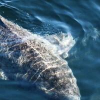 peneliti-temukan-ribuan-hiu-besar-berkumpul-di-lautan