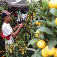 4-jenis-buah-yang-berkhasiat-turunkan-kolesterol-tinggi