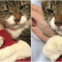 manja-tapi-bikin-cemburu-kucing-lucu-ini-menangis-jika-pemilik-lepaskan-pelukannya