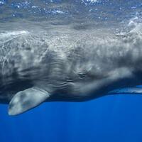 muntahan-paus-laku-dijual-miliaran-rupiah-ini-kontroversi-di-baliknya