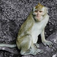 monyet-lapar-serbu-makanan-yang-dibawa-wisatawan