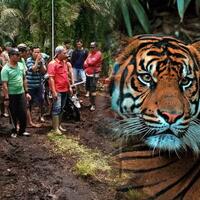 idap-tumor-di-perut-harimau-bonita-dioperasi-tim-medis