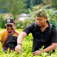 suguhan-teh-racikan-asli-rancabali-untuk-kang-hasan