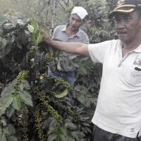 permintaan-dari-luar-negeri-terus-meningkat-lahan-kopi-gayo-akan-direvitalisasi
