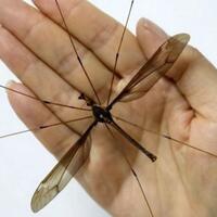 ditemukan-nyamuk-terbesar-di-dunia