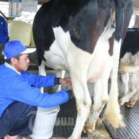 nilai-ekonomis-produk-susu-sapi-perah-sangat-menguntungkan