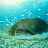 mencari-jejak-duyung-di-pulau-bintan