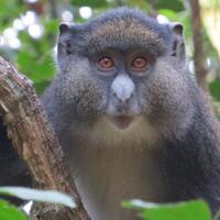maniak-seks-monyet-tanzania-berhubungan-dengan-spesies-berbeda