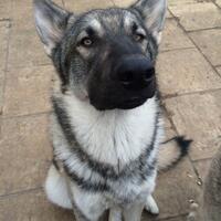 purebred-dog-vs-mongrel-which-one-will-you-choose