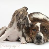 purebred-dog-vs-mongrel-which-one-will-you-choose