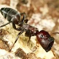 semut-heroik-yang-meledakkan-dirinya-sendiri-untuk-melindungi-koloni