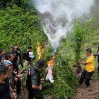 ribuan-batang-ganja-di-lahan-9-hektar-di-aceh-dimusnahkan