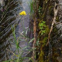 bunga-edelweis-kuning-jawa