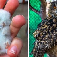 bisakah-kamu-menebak-17-anak-hewan-berikut-beda-banget-dengan-induknya