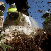 uni-eropa-resmi-larang-penggunaan-insektisida-demi-selamatkan-lebah