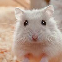 ayam-hingga-hamster-5-hewan-jinak-ini-ternyata-bisa-membunuh-manusia