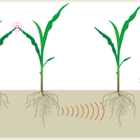 tumbuhan-ternyata-dapat-saling-berkomunikasi-menggunakan-akar