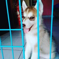 new-siberian-husky-lovers---read-page-1-for-update---part-2