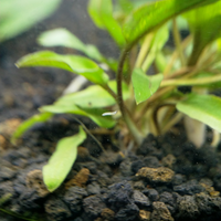 aquascape-for-everyone-learning-and-sharing---part-3