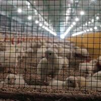 harga-pakan-ternak-naik-gara-gara-rupiah-tembus-rp-14000