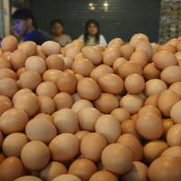 kota-banda-aceh-pasok-15-juta-telur-untuk-kebutuhan-ramadhan