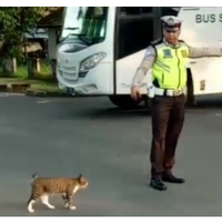 netizen-puji-polisi-di-muba-bantu-kucing-menyeberang-jalan-raya