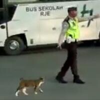viral-video-polisi-menyeberangkan-kucing-di-jalan-raya