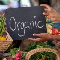 5-tips-memilih-dalam-mengonsumsi-makanan-organik