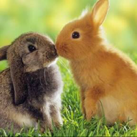 rabbit-lovers-masupp