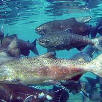 quotswimming-deadquot-si-salmon-yang-unik