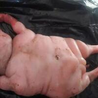 domba-menyerupai-manusia-membuat-kegemparan