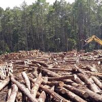 coc-gl-kerusakan-hutan-akibat-dari-kejahatan-pembalakan-liar