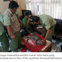 macan-tutul-yang-ngumpet-di-kolong-rumah-berusia-15-tahun