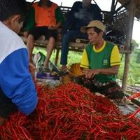 hari-kedua-puasa-harga-cabai-meroket-harga-daging-ayam-dan-telur-tinggi