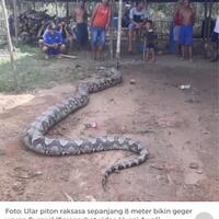 piton-raksasa-yang-ditangkap-di-sumsel-lepas