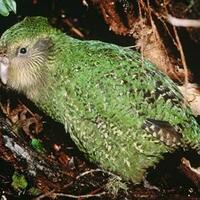 burung-langka-yang-cantik-namun-hampir-punah-di-dunia