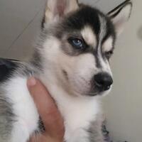 new-siberian-husky-lovers---read-page-1-for-update---part-2