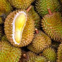 belum-makan-durian-kalau-belum-makan-durian-tigalingga
