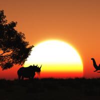 internet-menjadi-tempat-yang-berbahaya-bagi-populasi-hewan-liar-dan-dilindungi