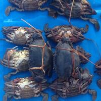 komoditi-kepiting-bakau-papua---sorong