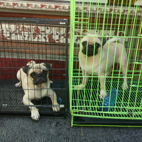 pug-lovers