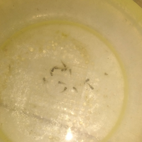 new--freshwater-fish-lounge---part-3