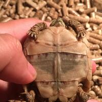 93787769378776937-all-about-tortoise-93787769378776937---part-3