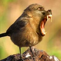 teori-baru-mengenai-mengapa-burung-tak-bergigi